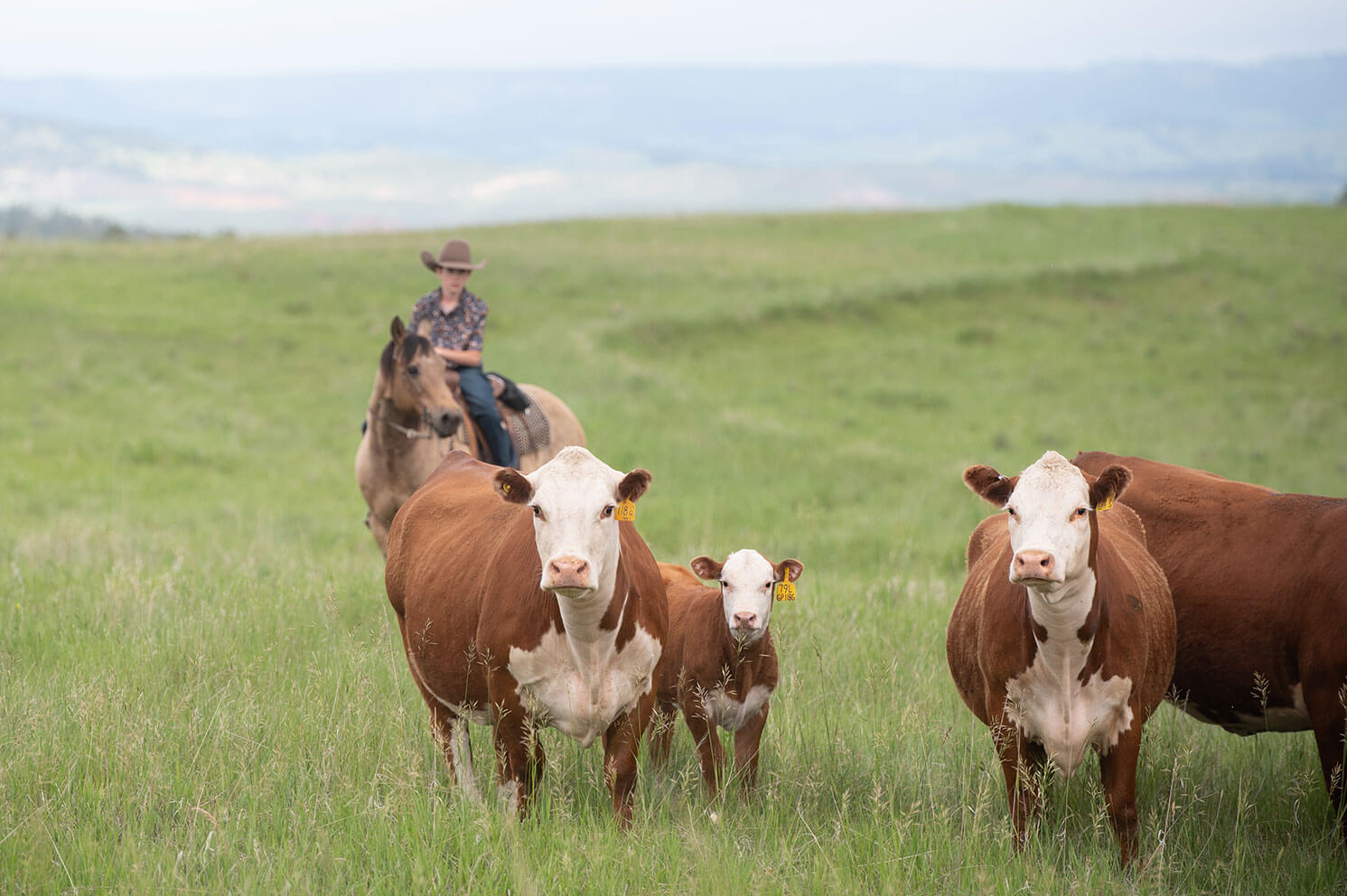 Image of cattle in a field with mountains in the distance